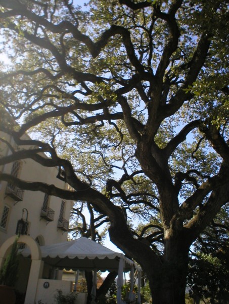 side patio tree.JPG